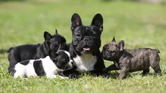 Frenchie-Facts: Charakter, Pflege und Alltag mit der Französischen Bulldogge