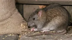 Essig gegen Ratten und Mäuse: So vertreibst du Nager ganz ohne Gift